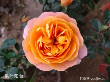 想養(yǎng)月季看這里，推薦這10種月季抗病強(qiáng)花量大花期長(zhǎng)