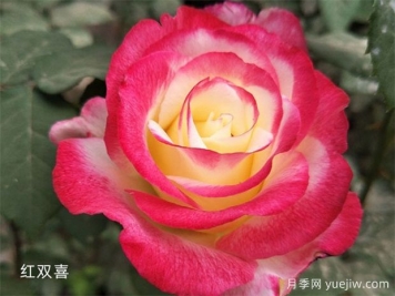 推薦20個大花月季品種，花大味香，顏值擔(dān)當(dāng)