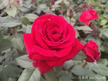 原產(chǎn)中國的玫瑰花(月季花)，是如何成為美國國花的？