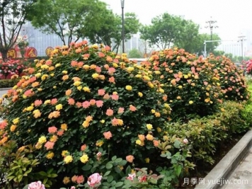 如何使用造型月季為主題打造迷人花園？