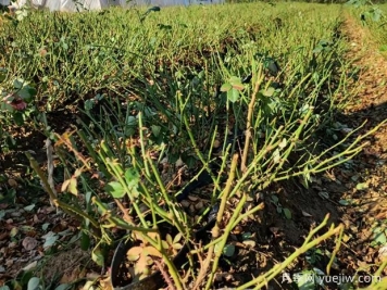 月季開花后如何進(jìn)行正確的修剪？
