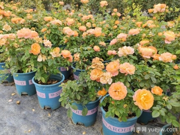 月季花通用養(yǎng)護(hù)技巧總結(jié)，為啥買來(lái)幾天月季就蔫了？