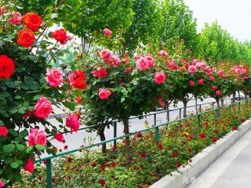 月季花為什么要種在城市綠化帶？原來(lái)月季渾身都是寶！