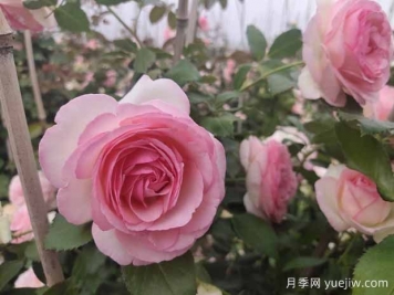 粉色的藤本月季花海，你想擁有嗎