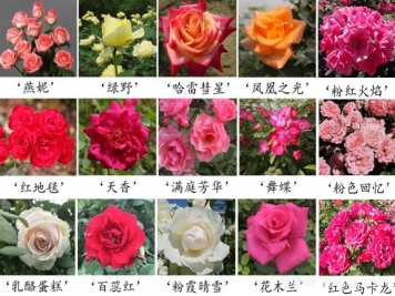 月季育種家：中國(guó)農(nóng)業(yè)科學(xué)院蔬菜花卉研究所