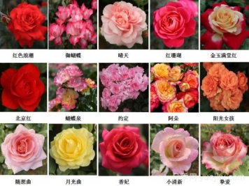 月季育種家：中國農(nóng)業(yè)大學(xué)月季育種團(tuán)隊
