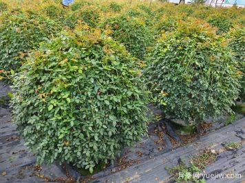 月季花球造型驚艷，風(fēng)靡園林綠化