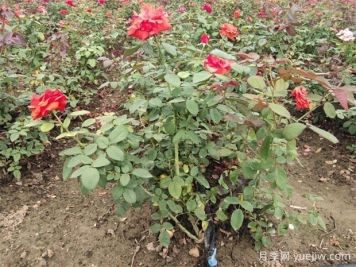 綠籬修剪要點(diǎn)，讓苗木管理更輕松
