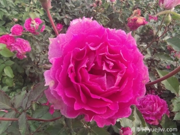 月季花是我國(guó)傳統(tǒng)名花，展現(xiàn)愛(ài)情與吉祥象征意義