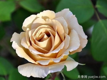 黃油硬糖月季的優(yōu)缺點(diǎn)是什么？