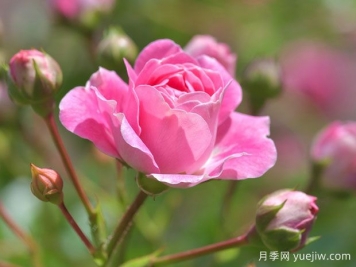 月季花茶有哪些功效呢？不僅美容養(yǎng)顏還養(yǎng)生