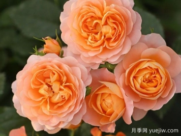月季花的最佳種植時(shí)間？哪些品種適合家庭種植？
