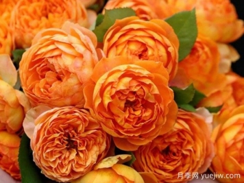 推薦十款適合陽(yáng)臺(tái)養(yǎng)的月季花，開(kāi)花勤還爆盆