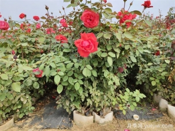 美植袋月季，大花豐花大缽月季苗