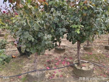 5公分低樁低桿月季樹，低價(jià)格有大冠幅