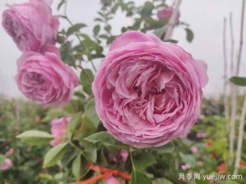 分享八款歐月月季花，顏值爆棚非常美麗