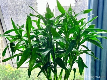 常見(jiàn)的8種風(fēng)水竹，分別是什么？