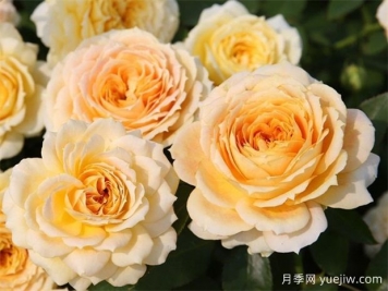 冬季月季花卉施肥全攻略，春天開(kāi)爆盆