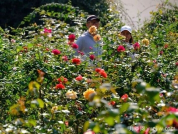 南寧花卉公園3萬株月季入盛花期，市民聞香而來