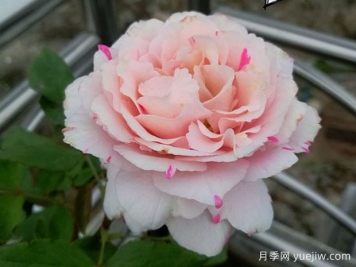 伊芙銀色月季/伊芙席爾瓦