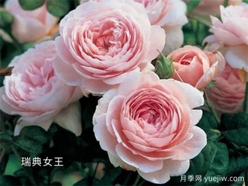 100種月季玫瑰品種圖鑒大全，你認(rèn)識有沒有超過10個？