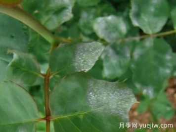 9種常見的月季病蟲害，癥狀與防治都在這里