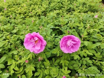 月季花和玫瑰花有區(qū)別嗎？