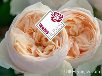 月季育種家：德國(guó)Wans Roses月季農(nóng)場(chǎng)
