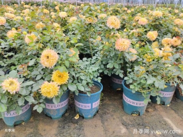 月季花標(biāo)準(zhǔn)加侖盆的尺寸是多少？