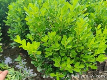 豆瓣黃楊怎么養(yǎng)？