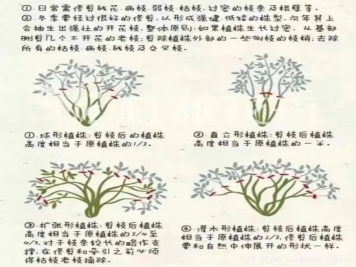 又快到春天月季修剪時，詳細圖解教你學會要領