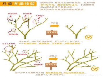月季冬剪全攻略！各地區(qū)月季修剪時間和方法，全總結