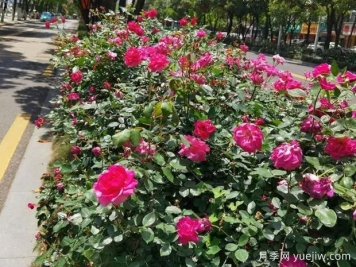 岳陽月季應用和景觀圖集