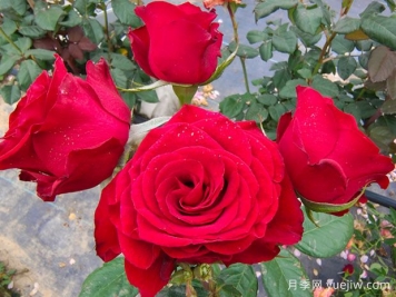 男生為什么送女生11朵紅玫瑰花？