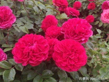 安慶市花是什么花？