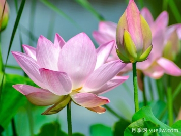 蓮花與荷花有什么區(qū)別？