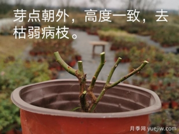月季冬剪進(jìn)行時(shí)，這6點(diǎn)事項(xiàng)必須要注意