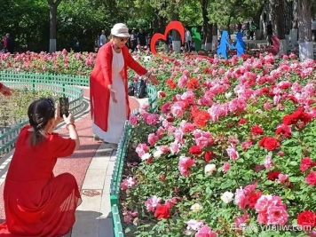 張家口月季應用和景觀圖集