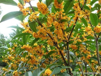 哪個桂花品種香味濃郁，花期長？