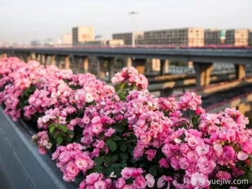 杭州高架月季實(shí)現(xiàn)定期開花，是如何進(jìn)行花期調(diào)控的？