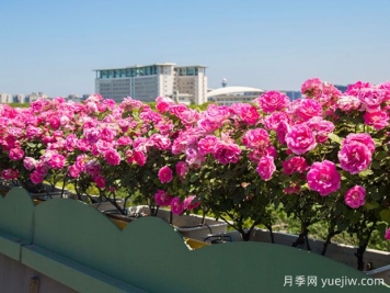 嘉興月季應(yīng)用和景觀(guān)圖集