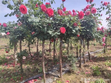 樹狀月季花開一路，建設大美紹興