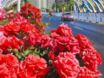 3萬余株樹狀月季花開滿城，臨夏市的浪漫你喜歡嗎？