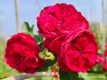 蒂娜月季一年開幾次花？蒂娜開花周期及病蟲害防治技巧