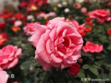 早春給月季澆水的正確方法，做錯(cuò)了影響生長開花