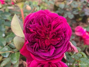 情人節(jié)送藍(lán)色妖姬還是紅玫瑰？