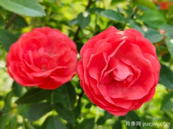 種上木香薔薇花蠻強(qiáng)爆花，紅橙白黃木香你喜歡哪個(gè)？