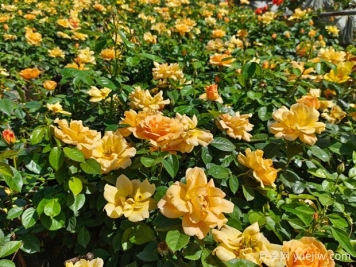 內(nèi)鄉(xiāng)月季公園月季盛開，賞花游人如織