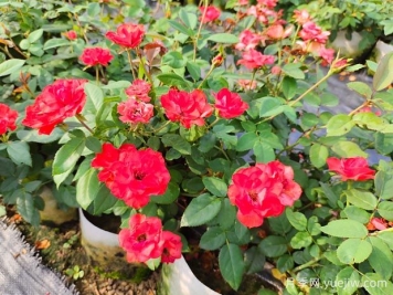 如何正確養(yǎng)護(hù)月季花小苗？月季小苗種植和施肥技巧