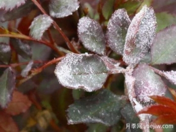 月季病害識(shí)別與治療，黑斑病白粉病銹病全解析